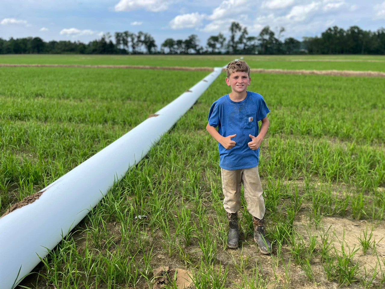 Arroz jazmín cultivado en Tennessee