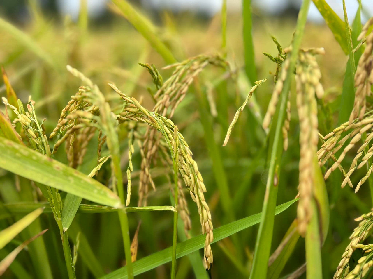 Arroz jazmín cultivado en Tennessee