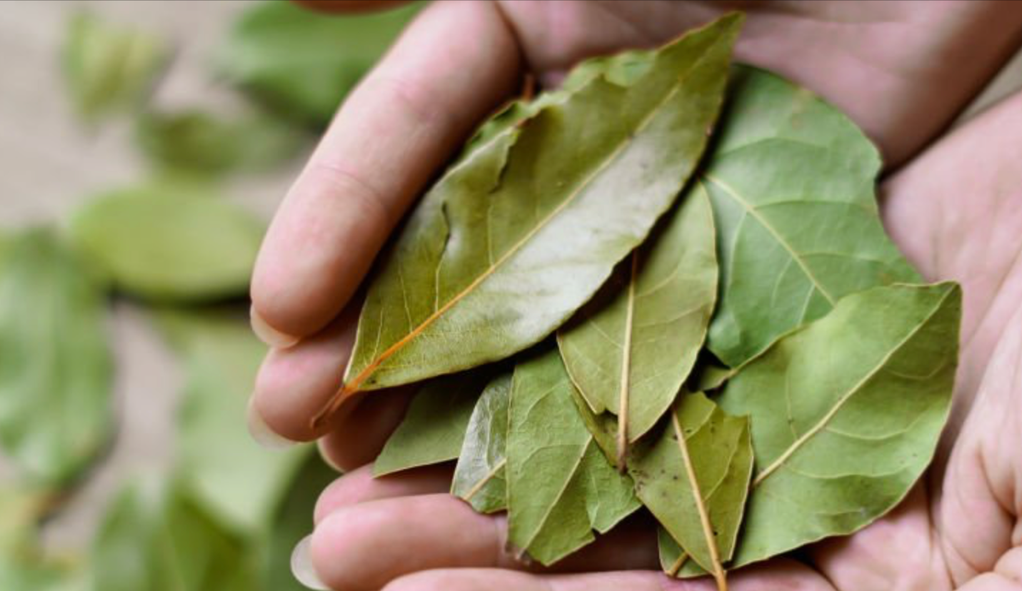 Turkish Bay Leaves