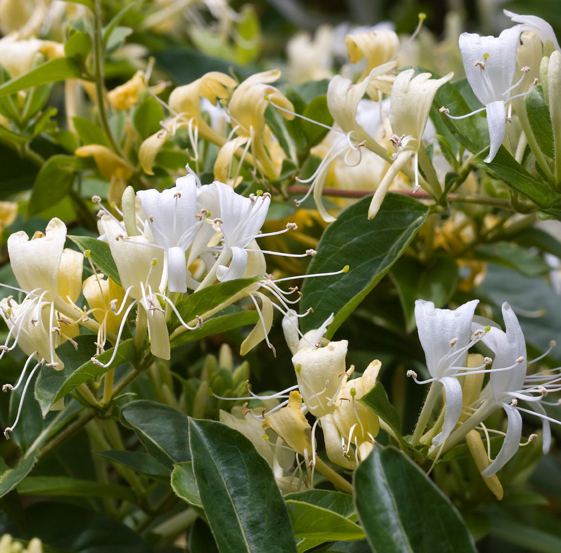 Mezcla agria de madreselva