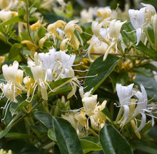 Mezcla agria de madreselva